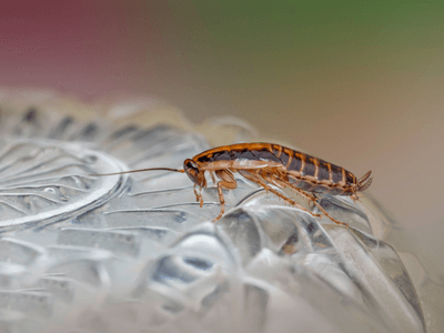 About Termite Treatment Three Forks - termite treatment experts in Three Forks